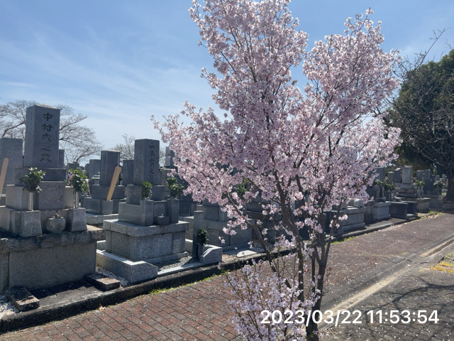 浜松霊園の桜